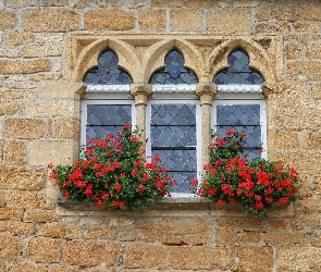 Dom, Pelargonia Domy, Okno, Kwiaty, Ściana