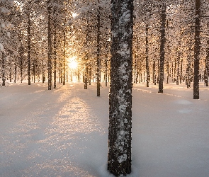Zima, Śnieg, Promienie słońca, Ośnieżone, Drzewa, Las