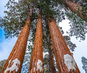 Kalifornia, Stany Zjednoczone, Park Narodowy Kings Canyon, Drzewa, Sekwoje, General Grant Grove, Las