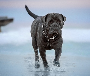 Grafitowy, Woda, Cane corso, Pies