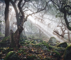 Omszałe, Las, Przebijające światło, Anglia, Park Narodowy Peak District, Kamienie, Derbyshire, Drzewa