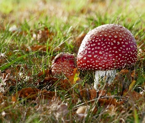 Muchomory, Liście, Trawa, Łąka, Grzyby