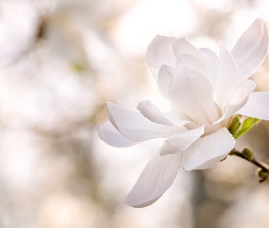 Kwiat, Rozmycie, Magnolia, Biała