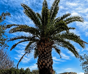 Drzewo, Niebo, Palma, Tropikalne