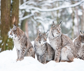 Cztery, Drzewa, Śnieg, Zima, Rysie