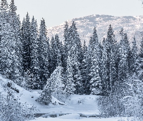 Zima, Góry, Las, Drzewa, Śnieg