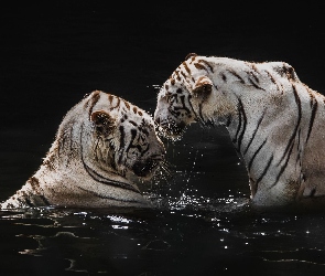 Białe, Woda, Tygrysy