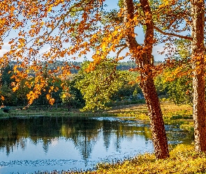Jesień, Dzień, Jezioro, Słoneczny, Drzewa