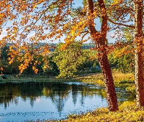 Drzewa, Dzień, Słoneczny, Jezioro, Jesień