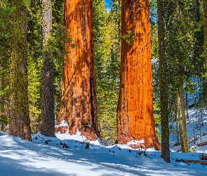 Las, Zima, Stany Zjednoczone, Sekwoje, Kalifornia, Park Narodowy King Canyon, Drzewa