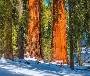 Park Narodowy King Canyon, Kalifornia, Las, Stany Zjednoczone, Sekwoje, Zima, Drzewa
