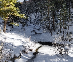 Las, Drzewa, Rzeka, Ośnieżona, Zima