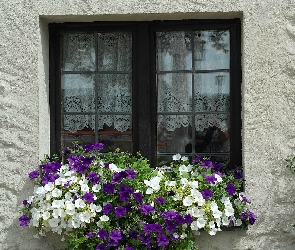 Okno, Kwiaty, Dom, Parapet, Fasada, Petunie
