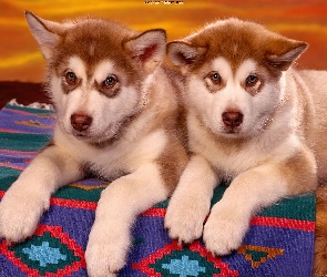 Alaskan Malamute, Szczeniaki