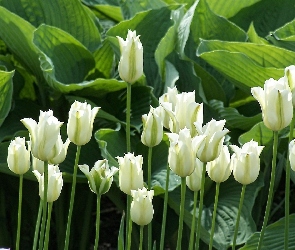 Liście, Tulipany, Kwiaty, Białe
