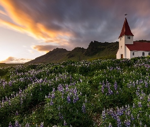 Łąka, Kościół, Islandia, Góry, Chmury, Vik i Myrdal, Łubin