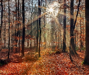 Liście, Pożółkłe, Las, Promienie słońca, Opadłe, Jesień, Drzewa