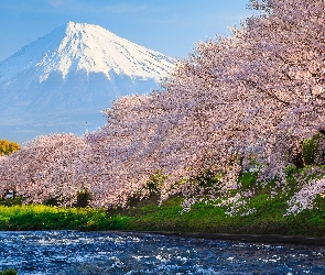 Rzeka, Okwiecone, Wiosna, Japonia, Góra, Stratowulkan Fudżi, Mount Fuji, Drzewa