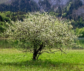 Góry, Rzeka, Łąka, Wiosna, Okwiecone, Drzewo