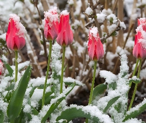 Różowe, Śnieg, Pąki, Tulipany