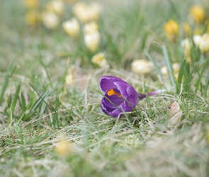 Trawa, Krokus, Fioletowy, Pochylony