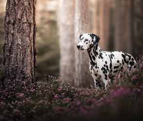 Pies, Dalmatyńczyk, Kwiaty, Pnie, Drzew, Las