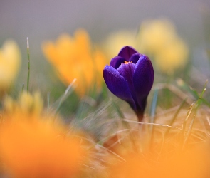 Pąk, Kwiat, Fioletowy, Krokus