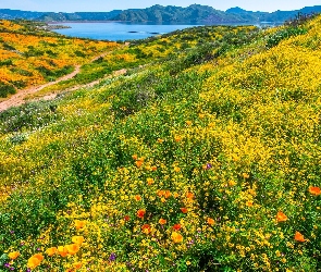 Wiosna, Kwiaty, Łąka, Polne, Jezioro, Kalifornia, Diamond Valley Lake, Dolina Diamond Valley, Stany Zjednoczone, Droga