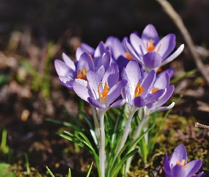 Zbliżenie, Krokusy, Fioletowe, Kwiaty