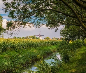 Kanał, Pola, Lato, Drzewa, Prowincja Zeeland, Rzeka, Holandia, Wiatrak