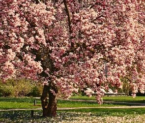 Magnolia, Wiosna, Park, Kwiaty, Drzewo