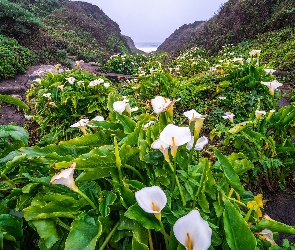 Dolina, Kalifornia, Stany Zjednoczone, Kalie, Region Big Sur, Calla Lily Valley, Kwiaty, Góry