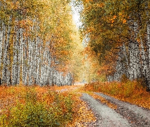 Jesień, Brzozy, Trawy, Droga, Pożółkłe, Las brzozowy