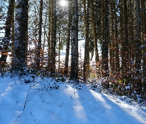 Drzewa, Słońce, Zima, Śnieg, Las