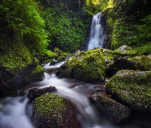 Omszałe, Queensland, Rzeka, Las, Australia, Gwongurai Falls, Park Narodowy Lamington, Toolona Creek, Kamienie, Wodospad