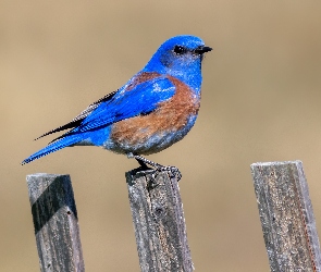 Ptak, Błękitnik meksykański, Niebieski