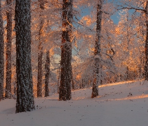 Drzewa, Słońca, Blask, Śnieg, Zima