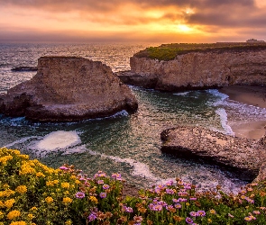 Stany Zjednoczone, Plaża Shark Fin Cove, Wschód słońca, Wybrzeże, Ocean Spokojny, Skały, Morze, Kwiaty, Kalifornia, Davenport, Hrabstwo Santa Cruz, Klif