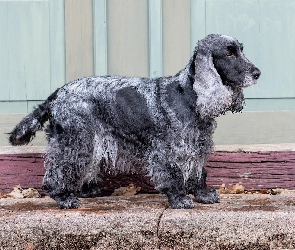 Pies, Blue roan, Maść, Cocker spaniel angielski