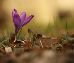 Fioletowy, Liście, Suche, Krokus, Kwiat