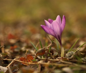 Fioletowy, Rozwinięty, Kwiat, Krokus