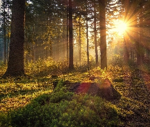 Wschód słońca, Poranek, Drzewa, Przebijające światło, Zieleń, Las, Rośliny