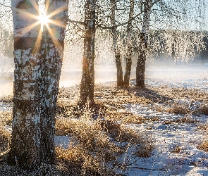 Zima, Brzozy, Promienie słońca, Śnieg, Trawa, Drzewa