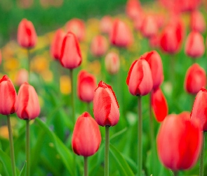 Tulipany, Rozmyte tło, Kwiaty, Pąki, Czerwone