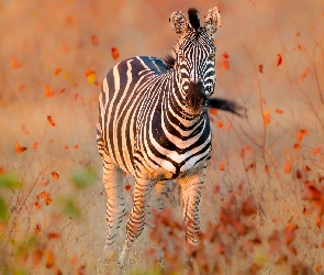 Zebra, Rośliny, Łąka