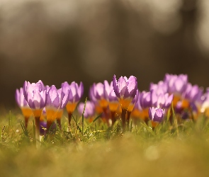 Krokusy, Kwiaty, Różowo-żółte