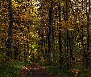 Las, Droga, Drzewa, Jesień, Pożółkłe