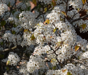 Kwiaty, Gałęzie, Białe