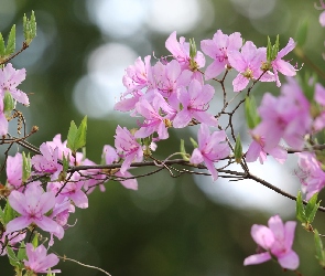 Różanecznik, Gałązki, Różowe, Kwiaty, Rododendron