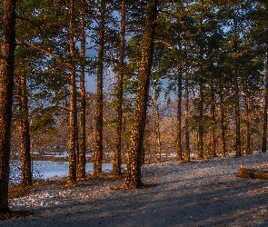 Zima, Ścieżka, Wysokie, Drzewa, Las